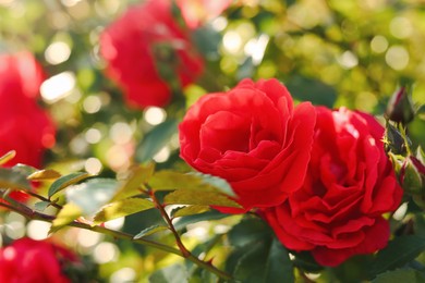 Photo of Beautiful blooming red roses on bush outdoors, closeup