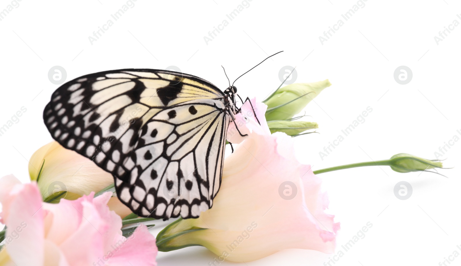 Photo of Beautiful rice paper butterfly sitting on eustoma flower against white background