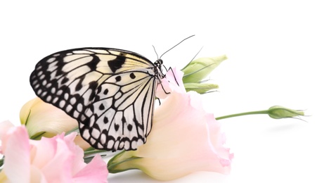 Beautiful rice paper butterfly sitting on eustoma flower against white background