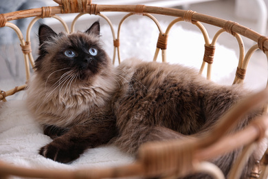 Photo of Cute Balinese cat in basket at home. Fluffy pet