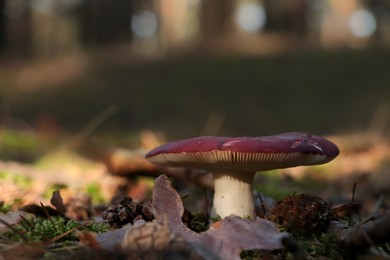 Photo of Russula mushroom growing in forest, closeup view