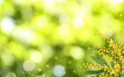 Image of Beautiful yellow mimosa flowers outdoors on sunny day, space for text. Bokeh effect