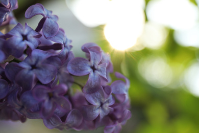 Photo of Closeup view of beautiful blooming lilac shrub outdoors