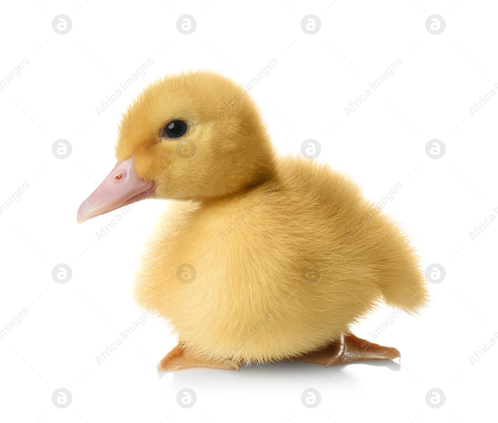 Photo of Cute fluffy gosling on white background. Farm animal