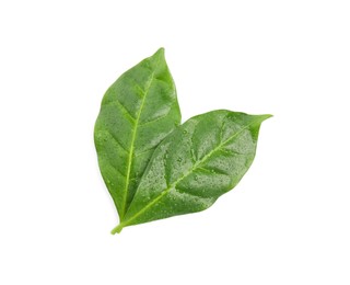 Wet leaves of coffee plant on white background, top view