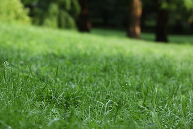 Photo of Fresh green grass with water drops growing on meadow in summer
