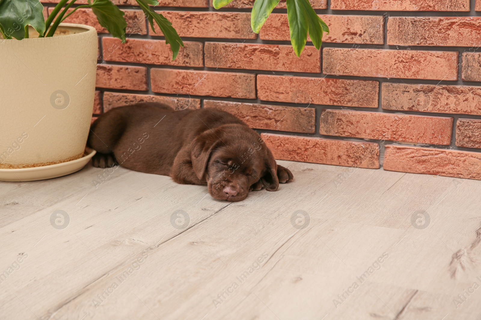 Photo of Chocolate Labrador Retriever puppy sleeping on floor near wall indoors