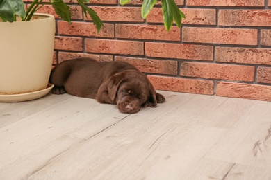 Chocolate Labrador Retriever puppy sleeping on floor near wall indoors