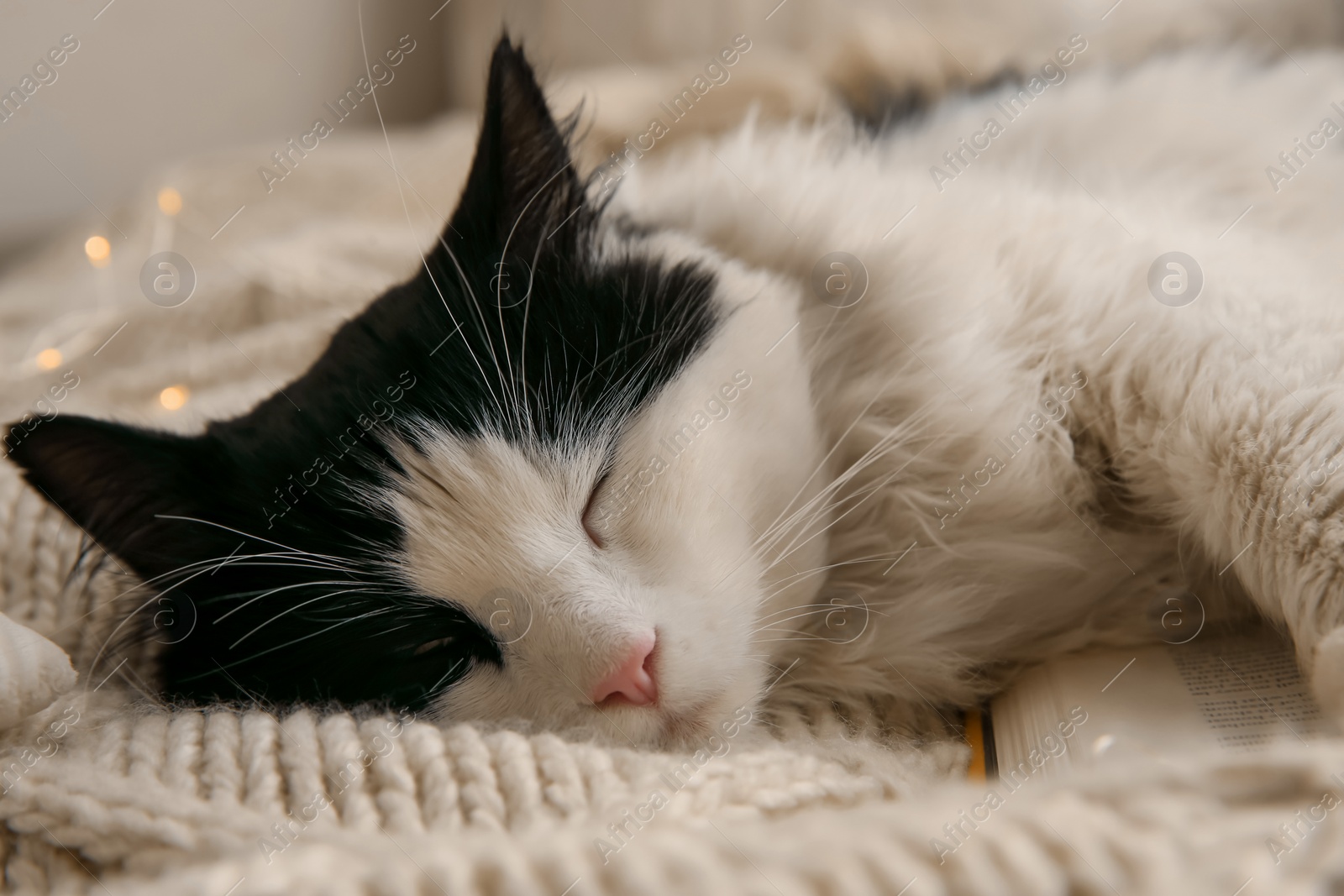 Photo of Adorable cat lying on blanket with open book, closeup