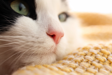 Cute cat relaxing on yellow knitted fabric, closeup. Lovely pet