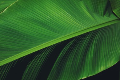 Photo of Beautiful green tropical leaf outdoors on sunny day, closeup
