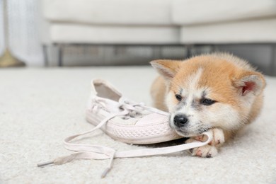 Photo of Cute akita inu puppy with shoe on carpet in living room
