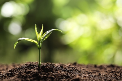 Young plant in fertile soil on blurred background, space for text. Gardening time