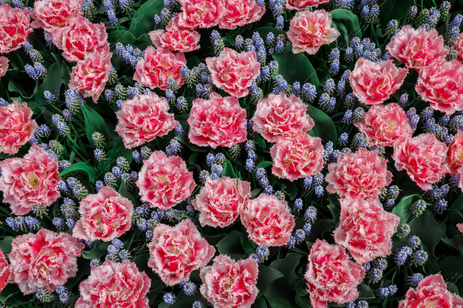 Photo of Many beautiful tulip and muscari flowers as background, above view. Spring season