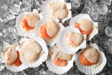 Photo of Fresh raw scallops with shells on ice cubes, flat lay