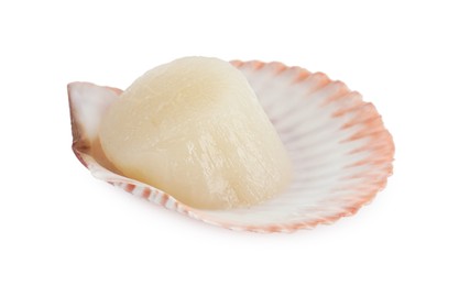 Fresh raw scallop in shell isolated on white