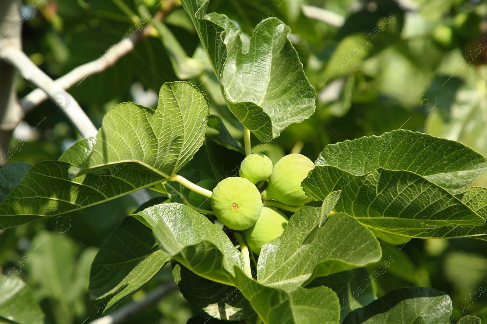 Photo of Unripe figs growing on tree in garden