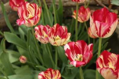 Photo of Beautiful blooming tulips outdoors on spring day