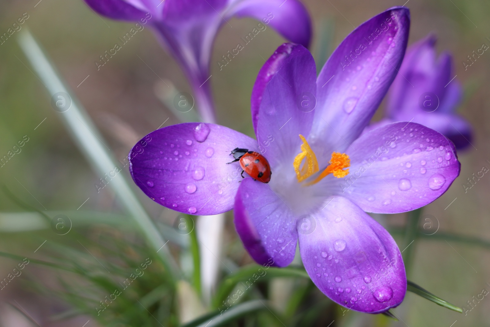 Photo of Ladybug on fresh purple crocus flower growing against blurred background, closeup