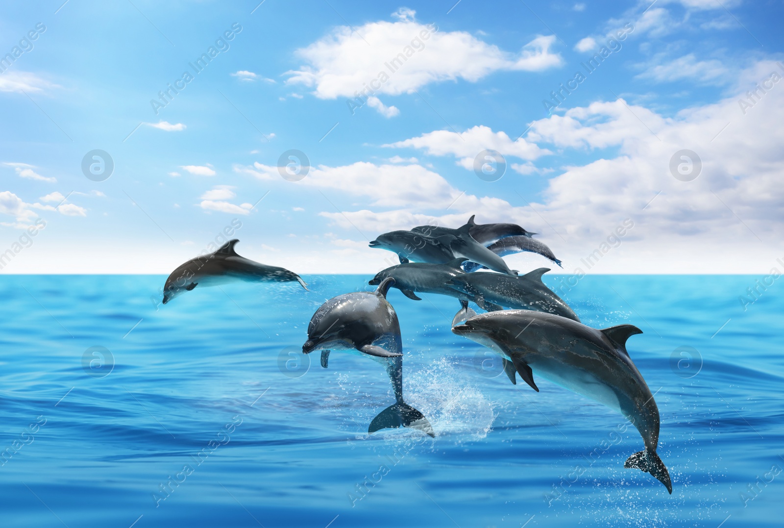 Image of Beautiful bottlenose dolphins jumping out of sea with clear blue water on sunny day 