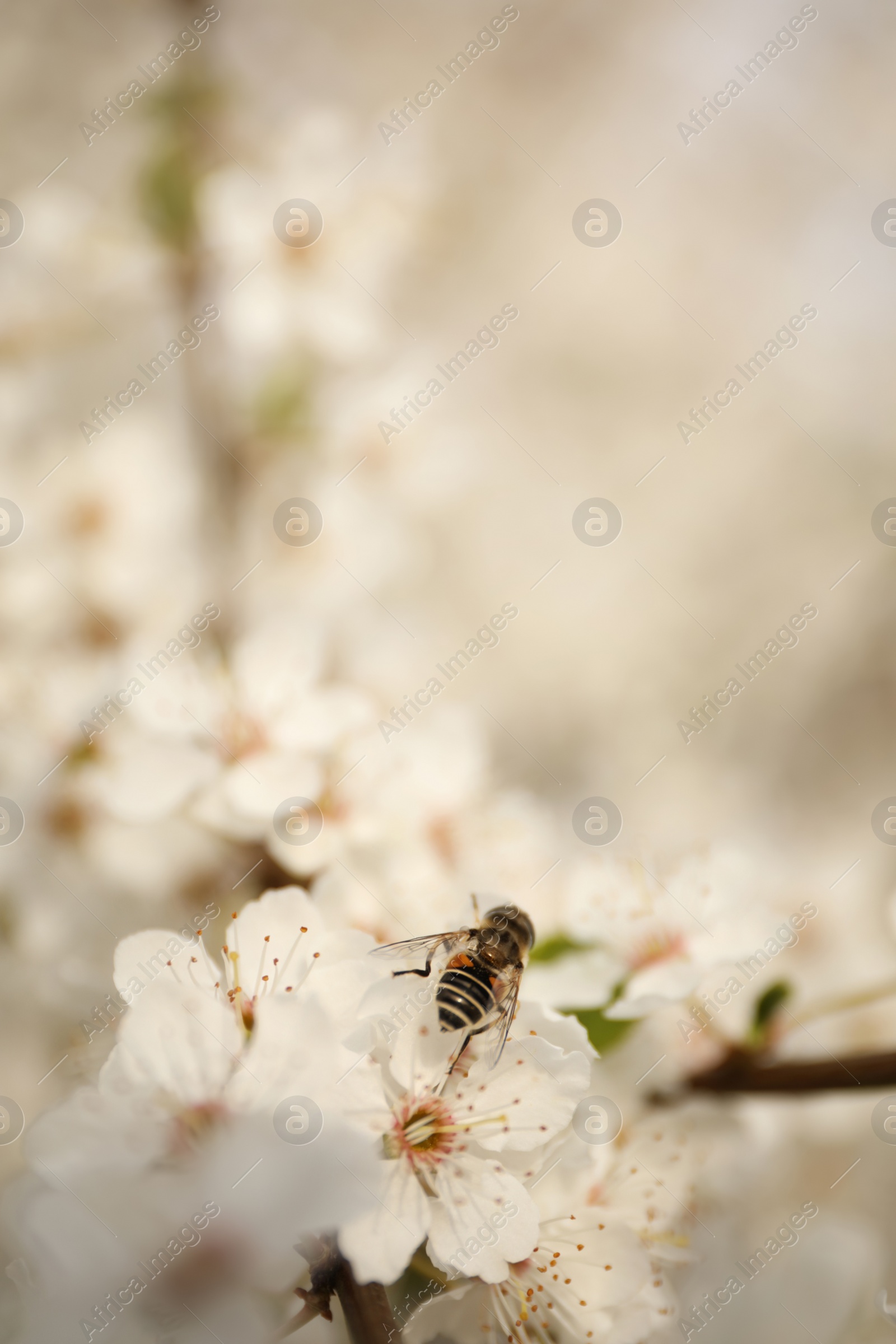 Photo of Insect on blossoming tree with outdoors, closeup. Spring season