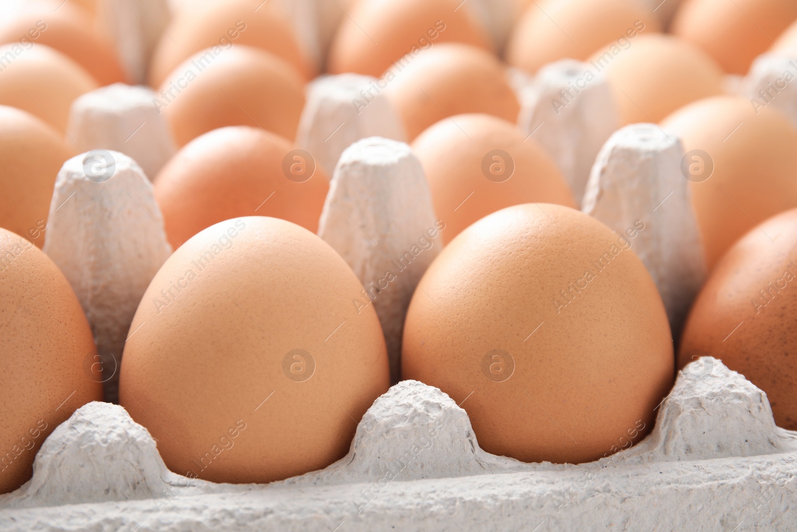 Photo of Raw chicken eggs in carton, closeup view