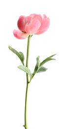 Photo of Beautiful pink peony bud isolated on white