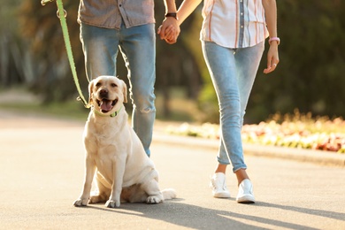 Owners walking their yellow labrador retriever outdoors