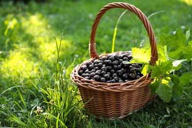 Photo of Ripe blackcurrants in wicker basket on green grass. Space for text