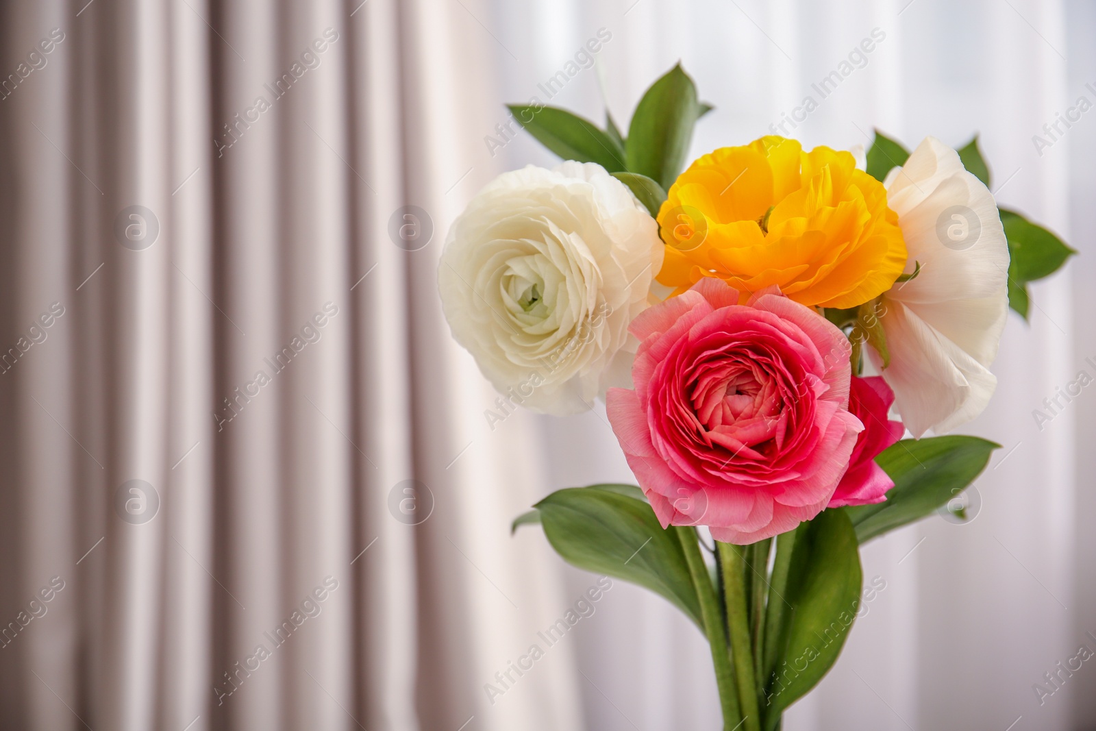 Photo of Beautiful ranunculus flowers on blurred background