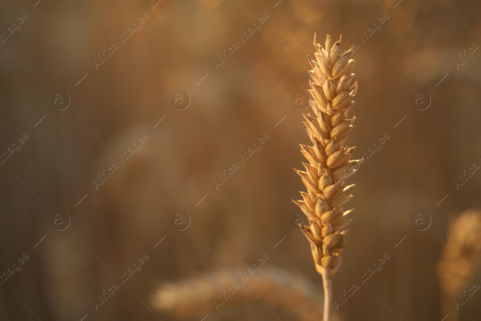 Photo of Ear of wheat in agricultural field on sunny day, closeup. Space for text