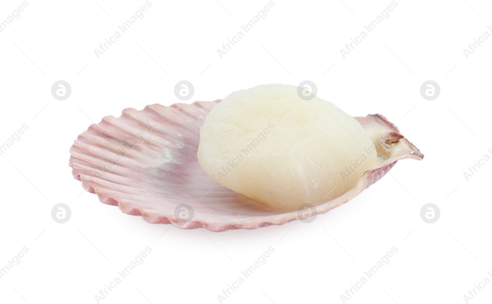 Photo of Fresh raw scallop in shell isolated on white