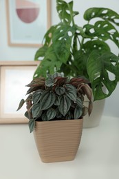 Photo of Beautiful house plants on white table. Home decor