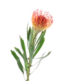 Photo of Beautiful protea flower on white background. Tropical plant