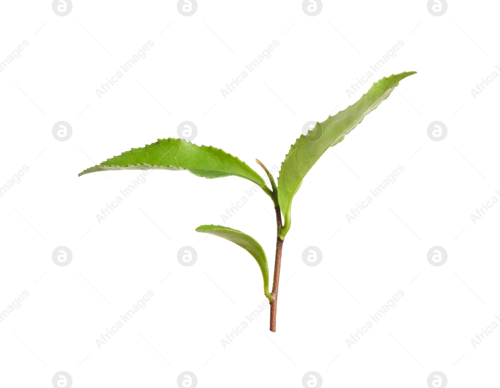 Photo of Twig with fresh green tea leaves isolated on white