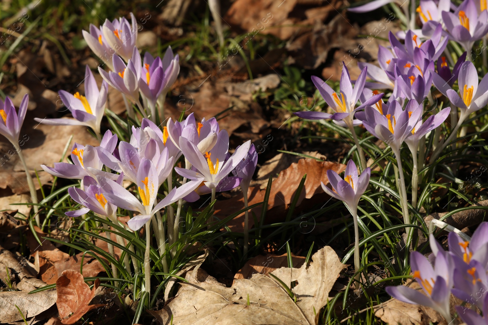 Photo of Many beautiful violet crocus flowers growing outdoors