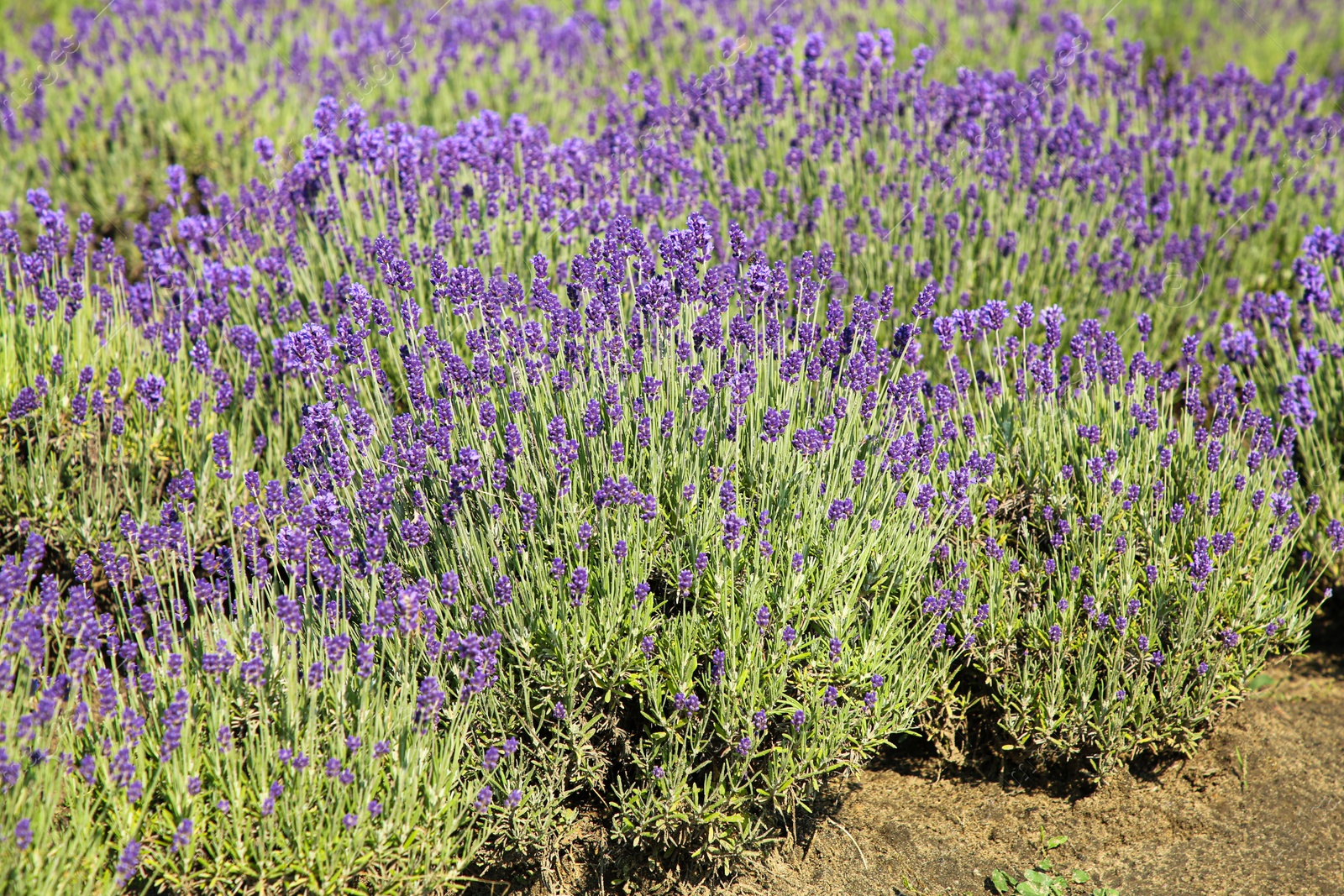 Photo of Beautiful view of blooming lavender growing in field