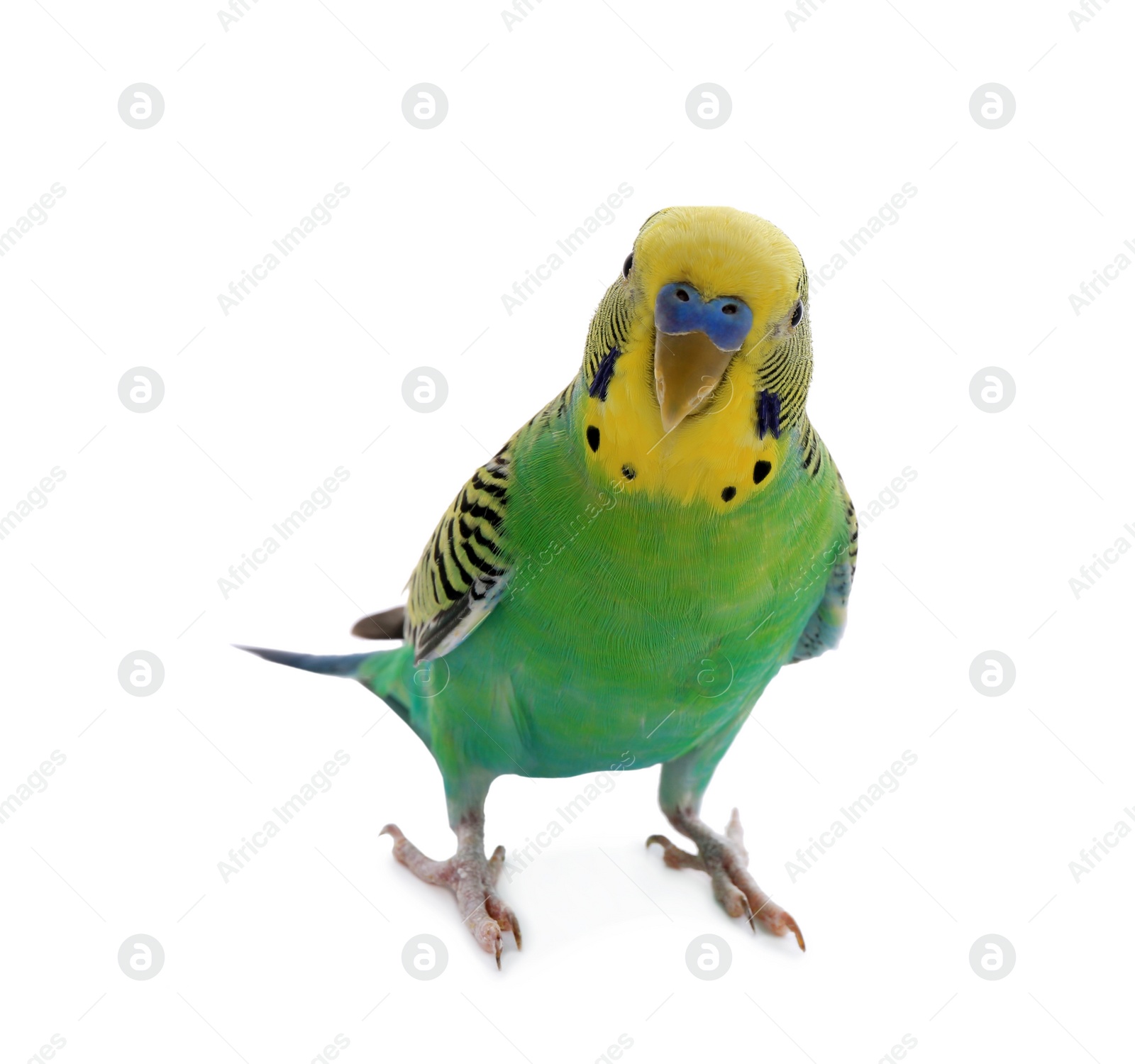 Photo of Beautiful parrot isolated on white. Exotic pet