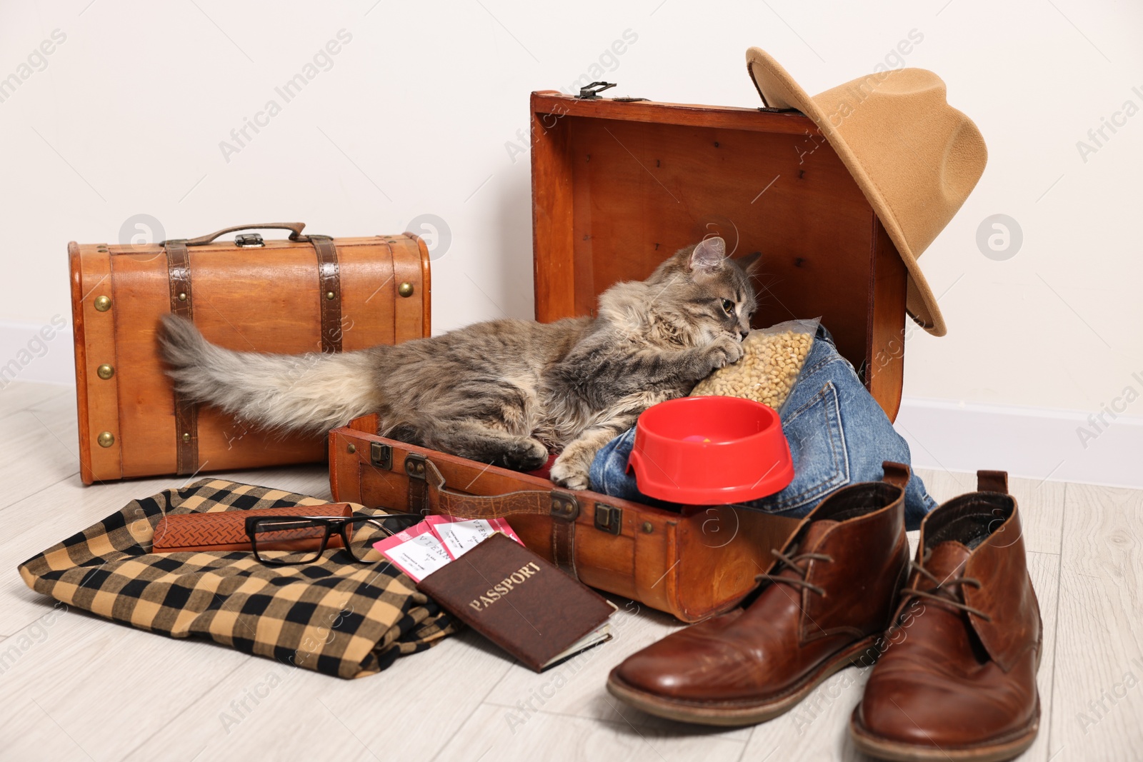 Photo of Travel with pet. Cat, clothes, passport, tickets, dry food and suitcases indoors