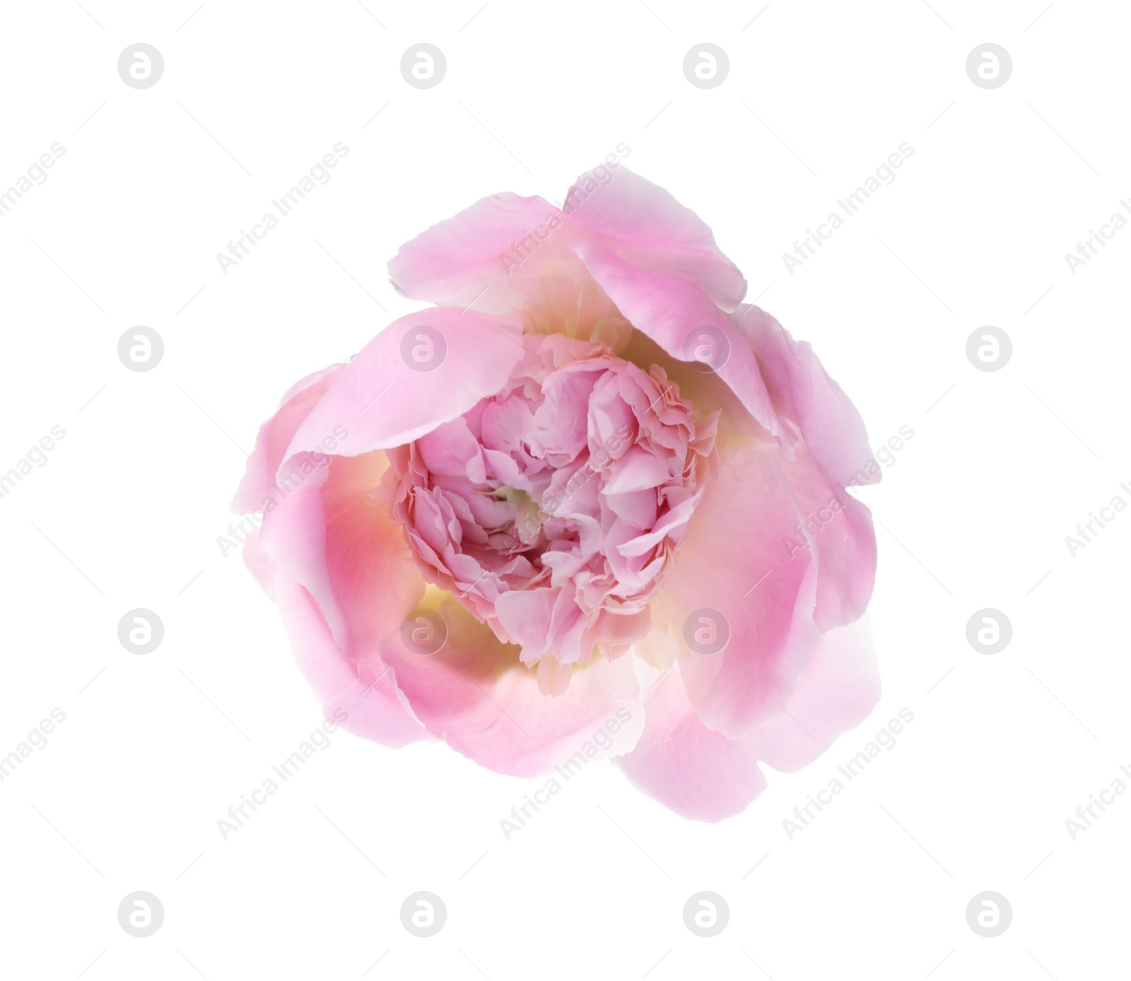 Photo of Beautiful pink peony flower isolated on white