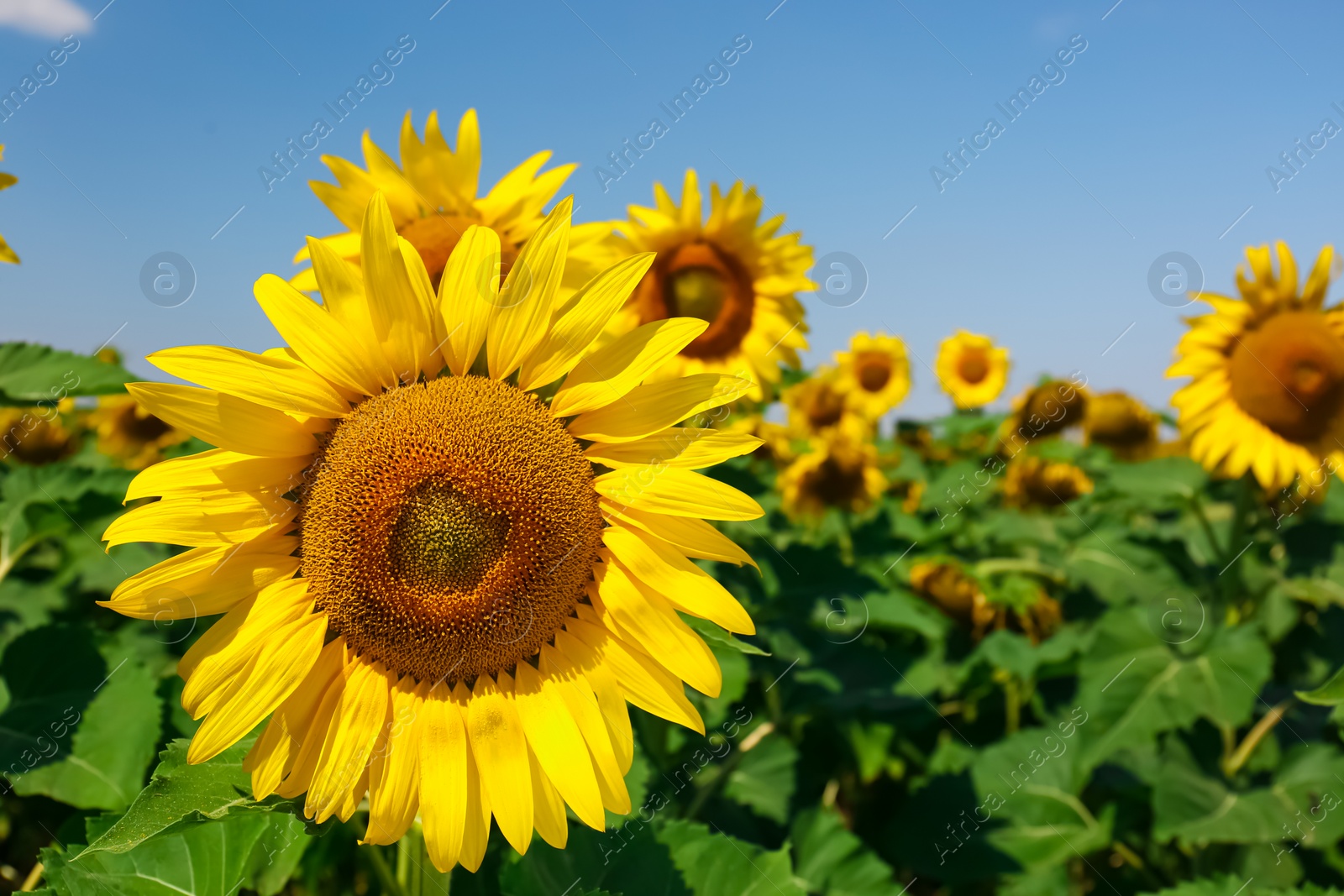 Photo of Beautiful sunflower growing in field, closeup view