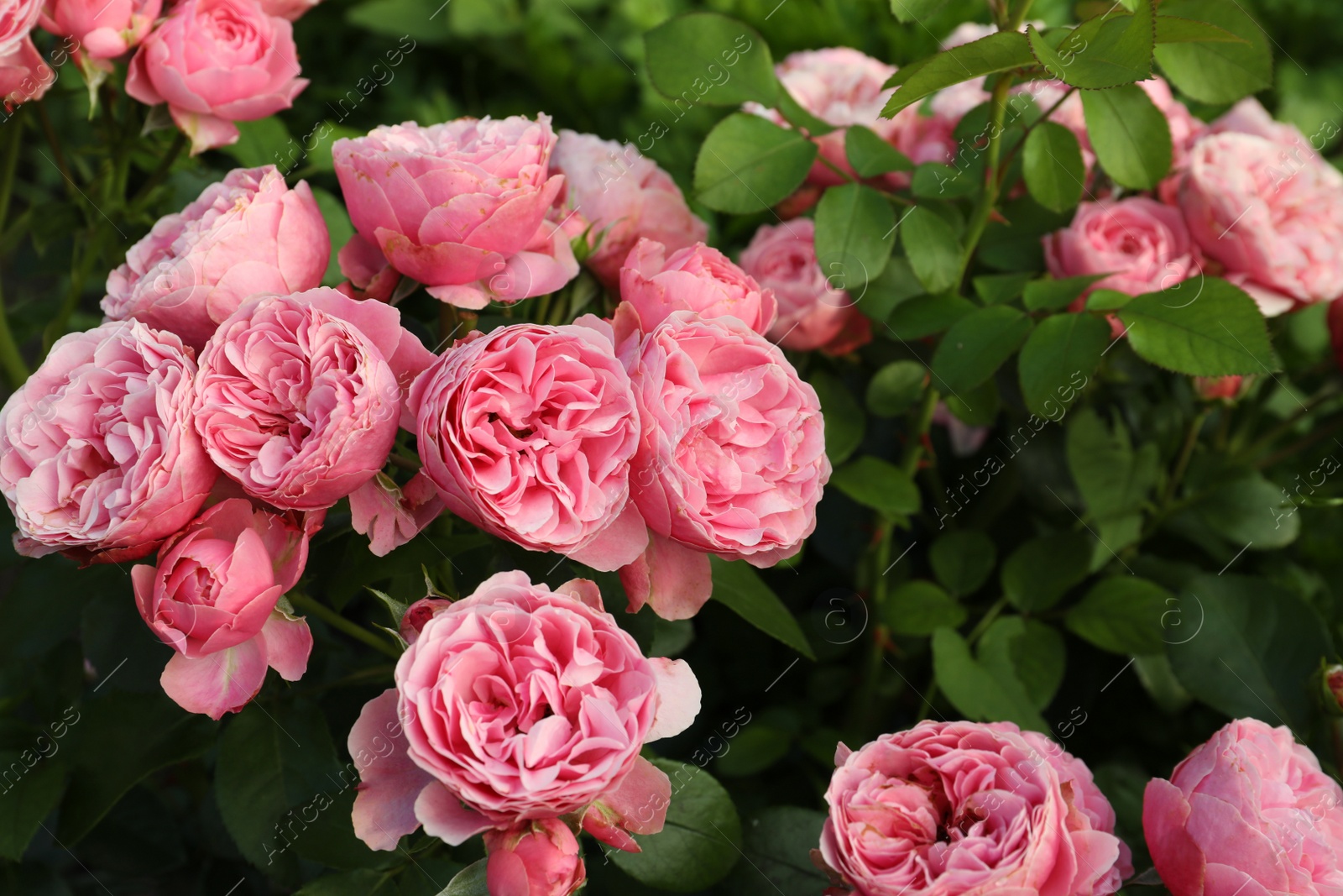 Photo of Beautiful blooming pink roses on bush outdoors