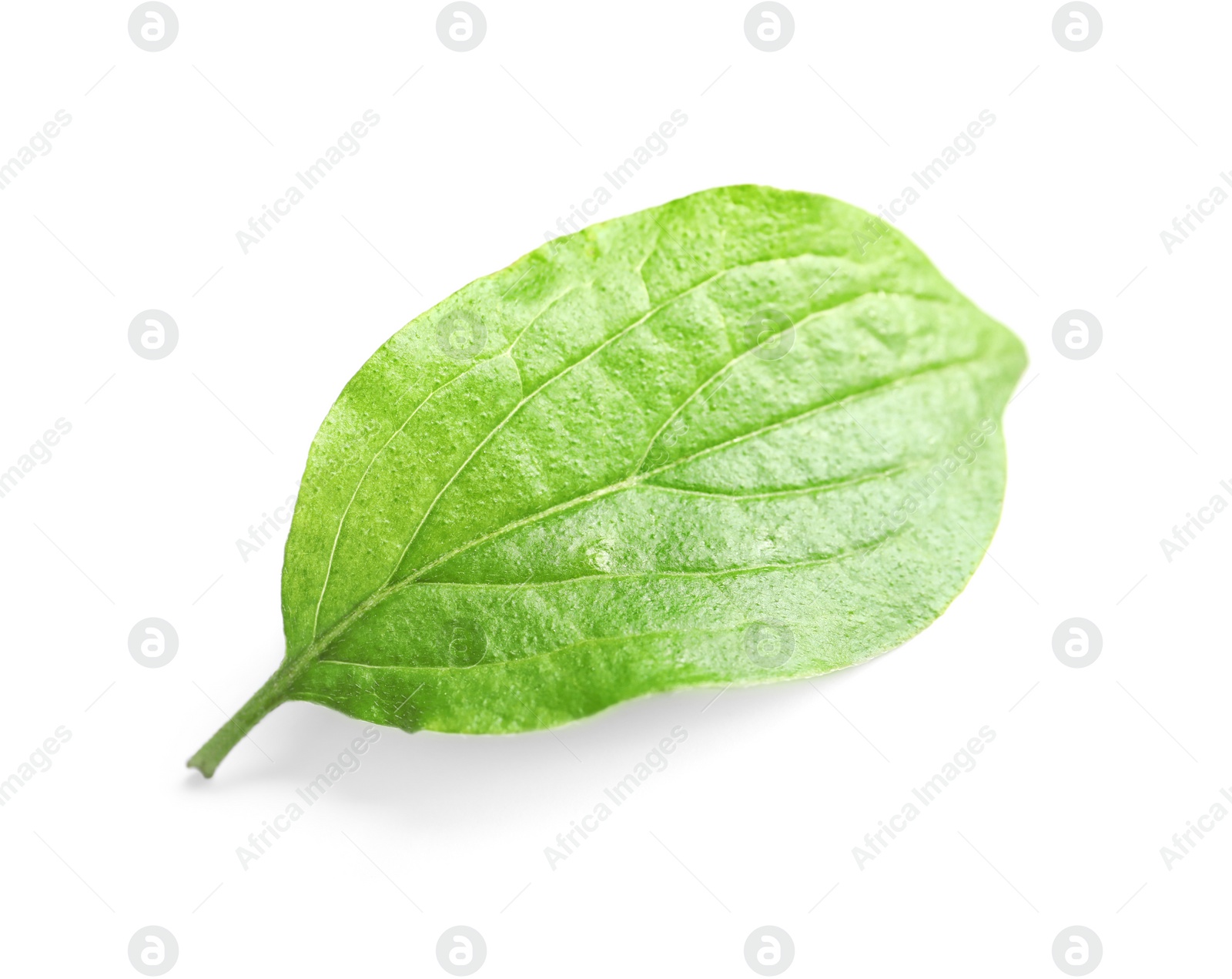 Photo of Beautiful spring green leaf on white background