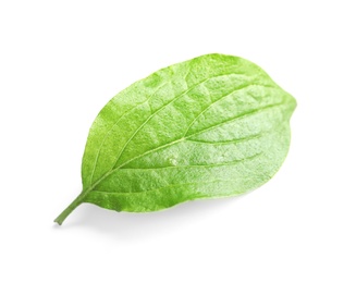 Beautiful spring green leaf on white background