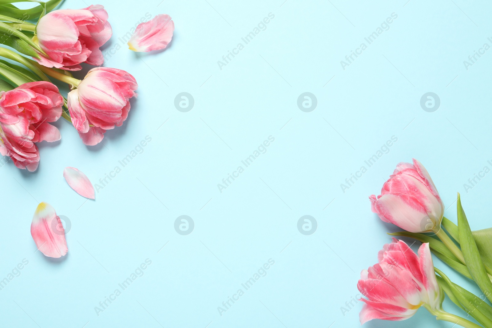 Photo of Beautiful colorful tulip flowers on light blue background, top view. Space for text