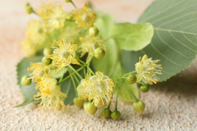 Photo of Fresh linden leaves and flowers on light table, closeup