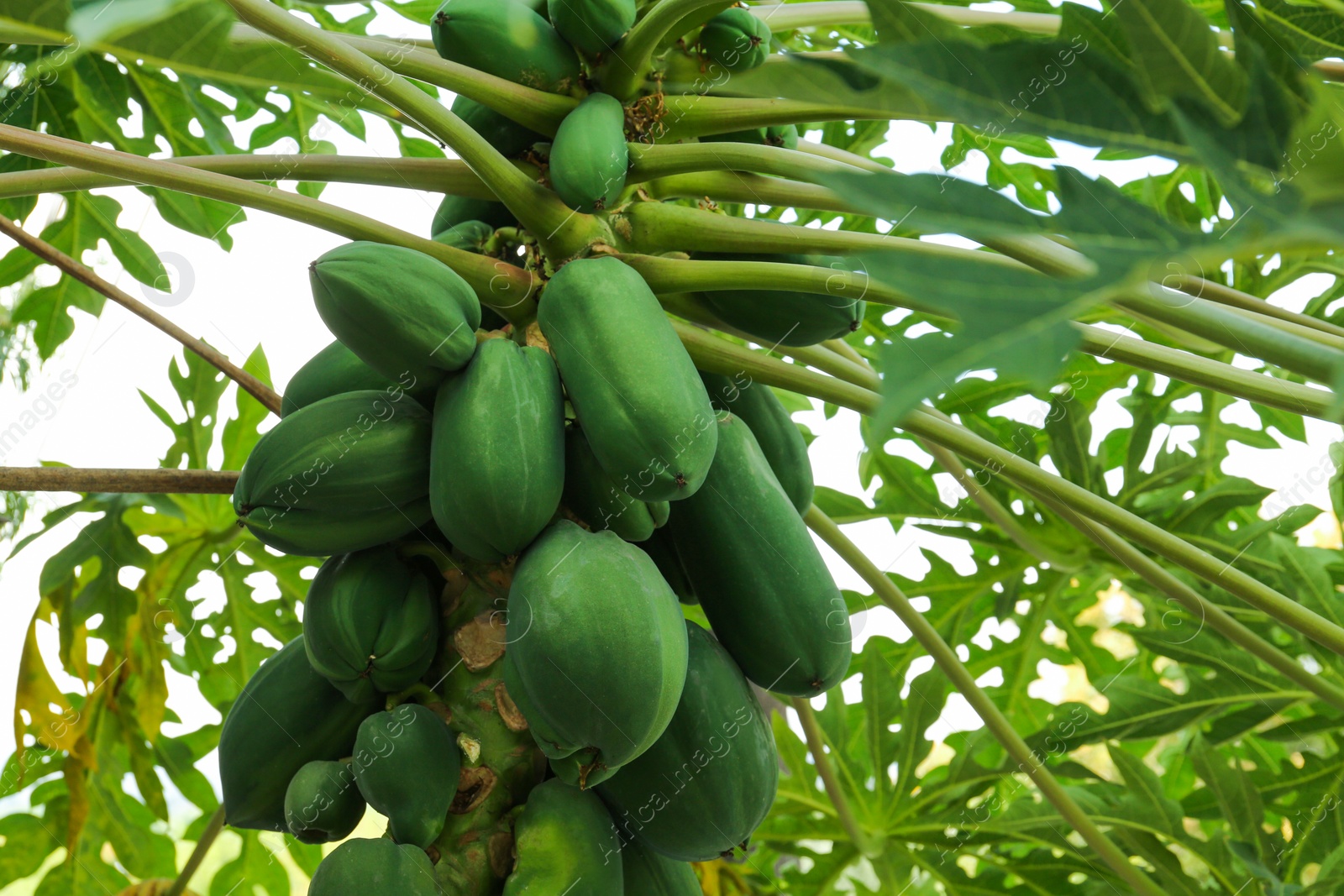 Photo of Unripe papaya fruits growing on tree outdoors