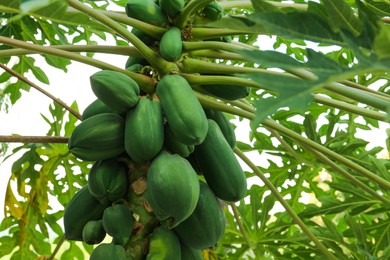 Photo of Unripe papaya fruits growing on tree outdoors