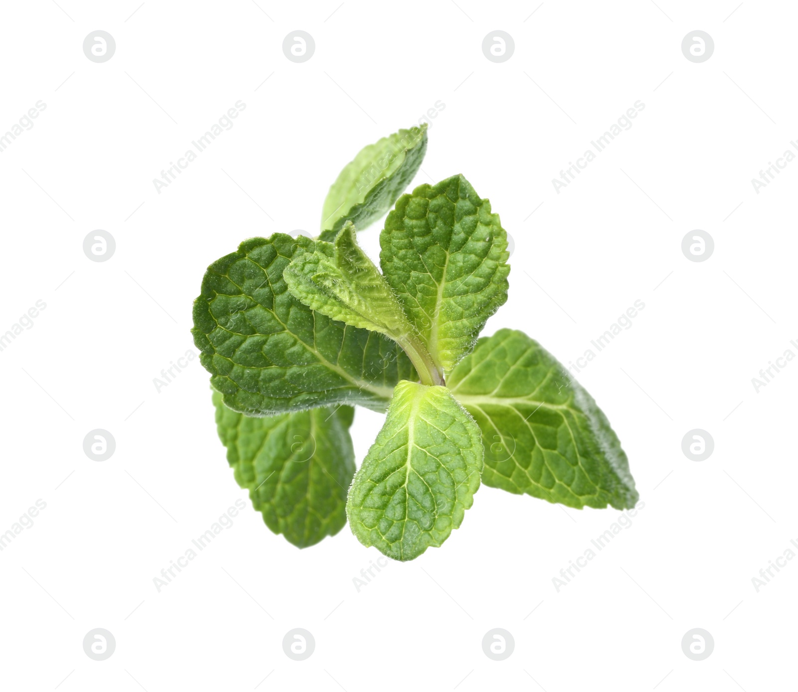 Photo of Twig of fresh mint isolated on white, top view