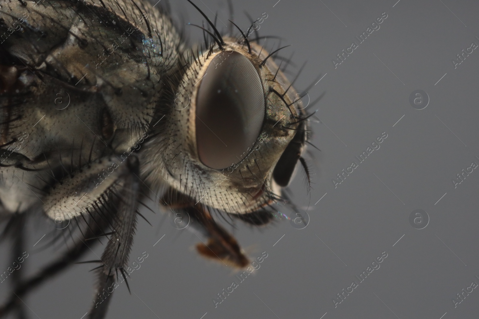 Photo of Macro view of black house fly on grey background, space for text